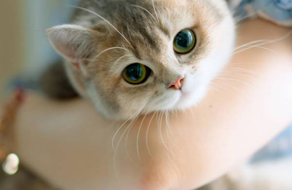 Pet Custody in Alberta: Who Gets the Pets After a Separation or Divorce?