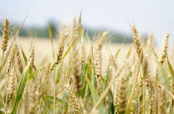 Dividing the Farm: Legal Strategies for Navigating Divorce in Edmonton and Surrounding Agricultural Communities